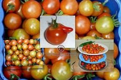 tomatoes galore copy